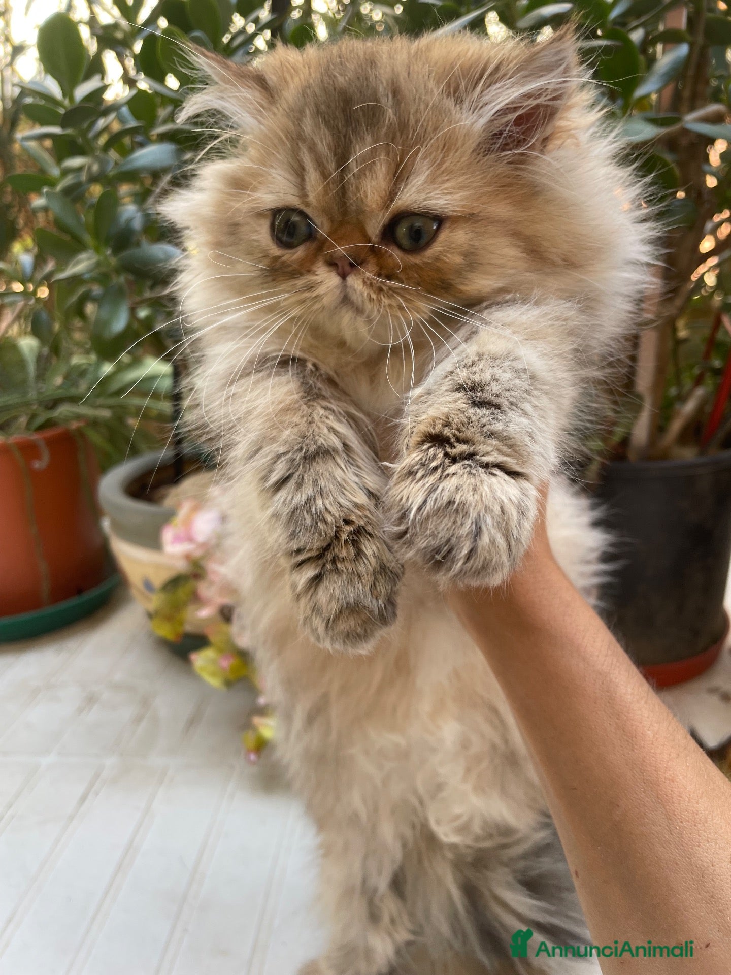 Persiano gatti cucciolo golden shaded con pedigree anfi  - Annuncio 5