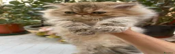 Persiano gatti in vendita: cucciolo golden shaded con pedigree anfi  - Annuncio 1