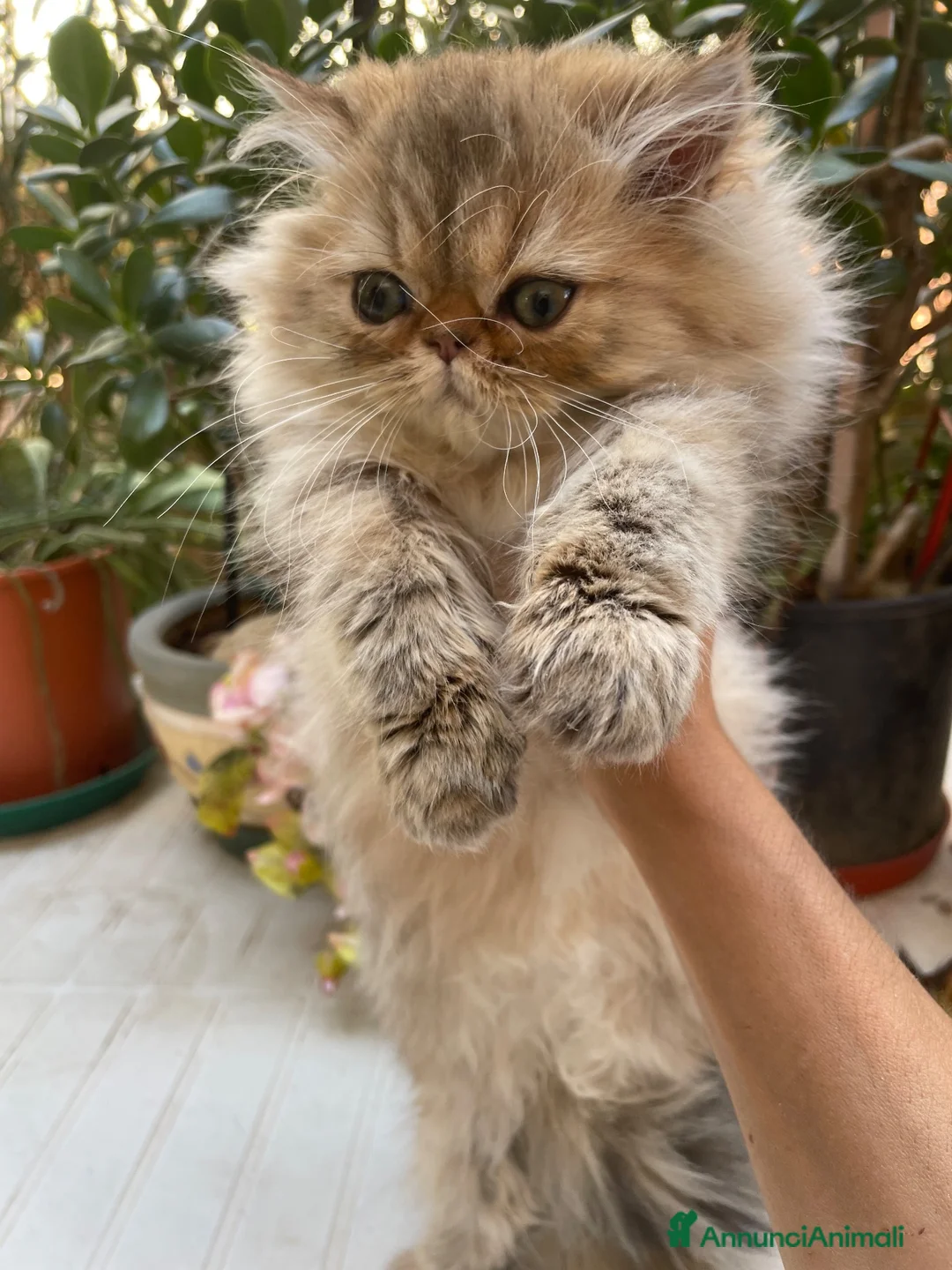 Persiano gatti in vendita: cucciolo golden shaded con pedigree anfi  - Annuncio 1