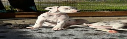 Dalmata cani in vendita: Cucciola dalmata con pedigree  - Annuncio 2