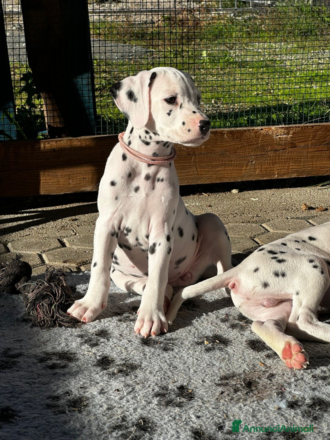 Dalmata cani in vendita: Cucciola dalmata con pedigree  - Annuncio 2