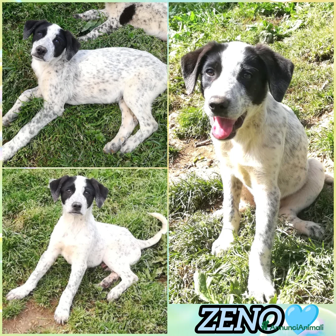Meticcio cani in regalo: ZENO MIX SETTERINO  a Provincia di Varese - Annuncio 2