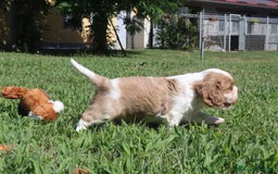 Cavalier King cani in vendita: Ultimo cucciolo di Cavalier King con pedigree a Città metropolitana di Milano - Immagine 5