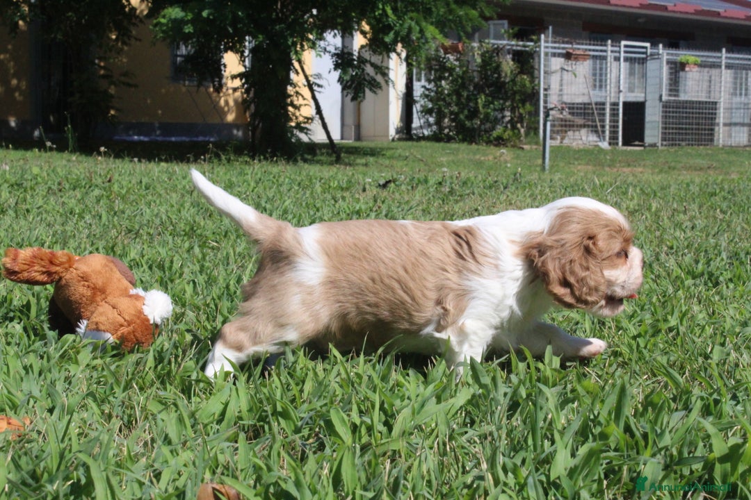 Cavalier King cani in vendita: Ultimo cucciolo di Cavalier King con pedigree a Città metropolitana di Milano - Immagine 5