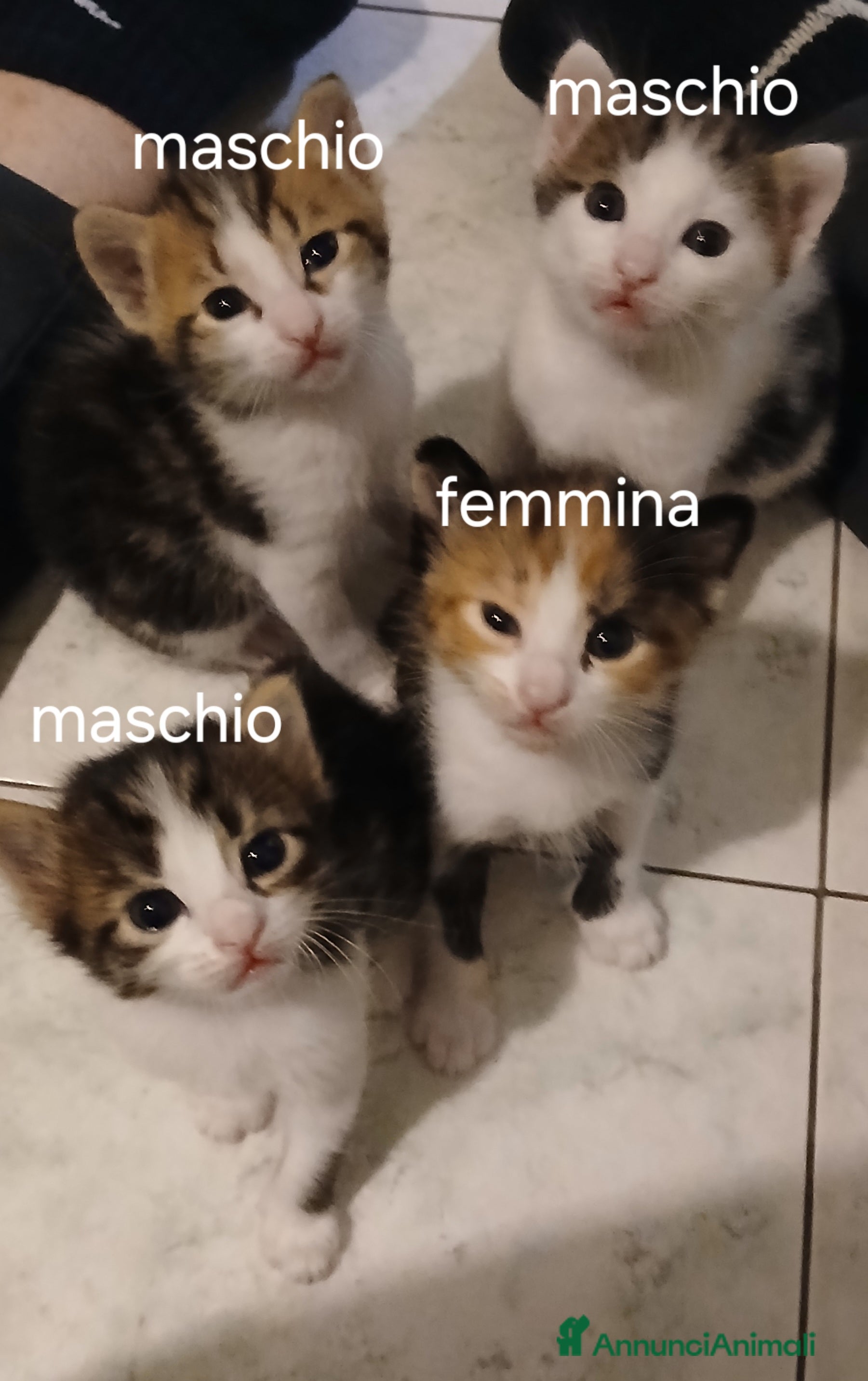 Europeo gatti 4 gattini di 2 mesi - Annuncio 23