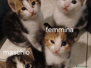 Europeo gatti in regalo: 4 gattini di 2 mesi - Annuncio 1