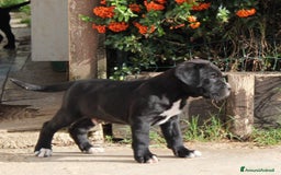Cane Corso cani in vendita: Cuccioli di Cane Corso Selezionati - Immagine 4