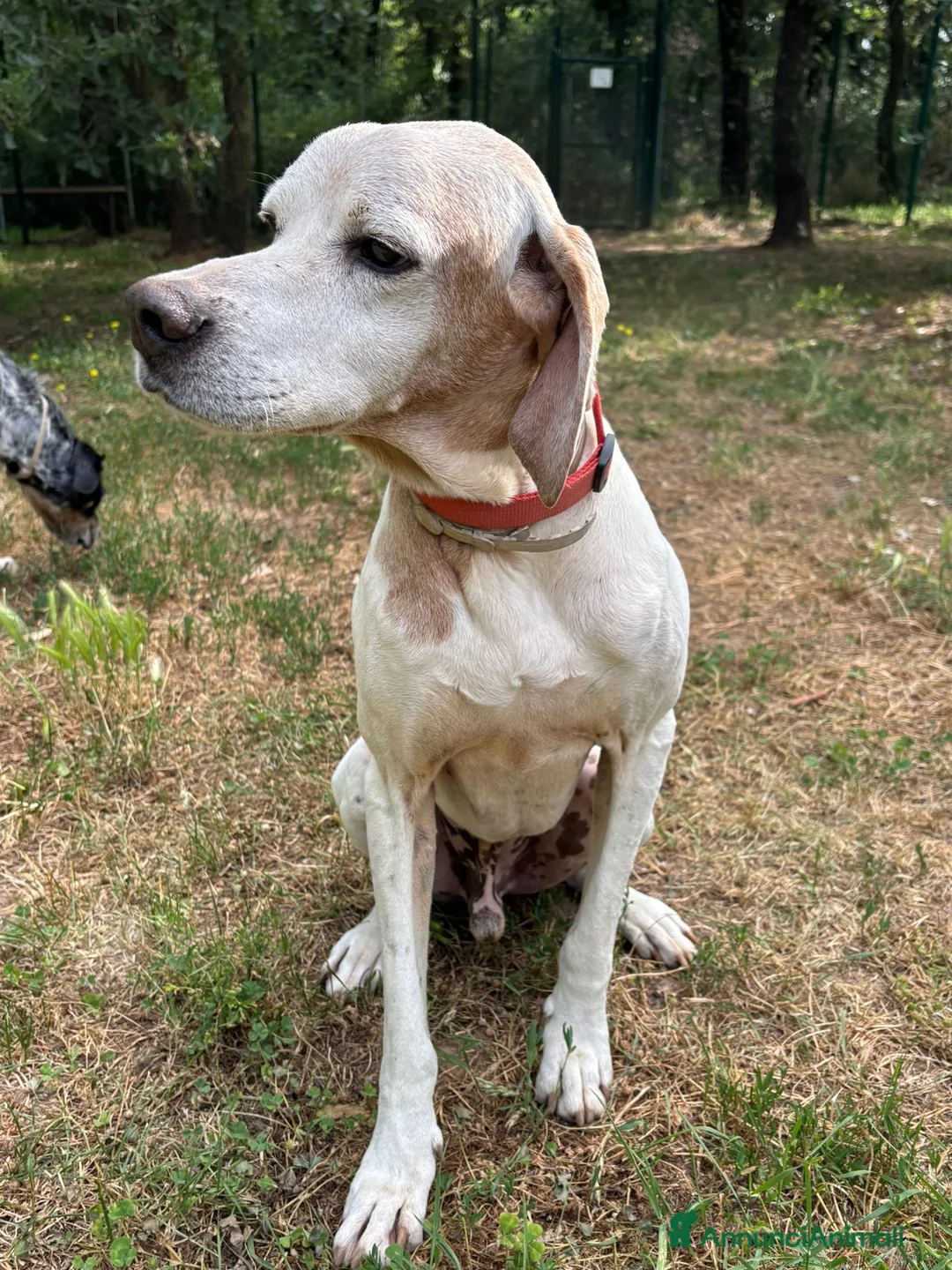 Pointer cani in regalo: VENTO abbandonato dal cacciatore a Pomezia - Annuncio 8