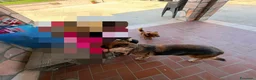 Pastore Tedesco cani in regalo: Fabia: equilibrata, socievole, affettuosa  - Annuncio 5