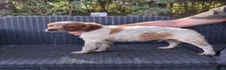 Breton cani in vendita: cuccioli Epagneul Breton disponibili - Annuncio 4