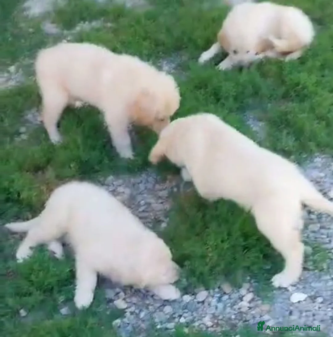 Golden Retriever cani in vendita: Golden Retriever linea Inglese a Provincia di Pavia - Annuncio 9