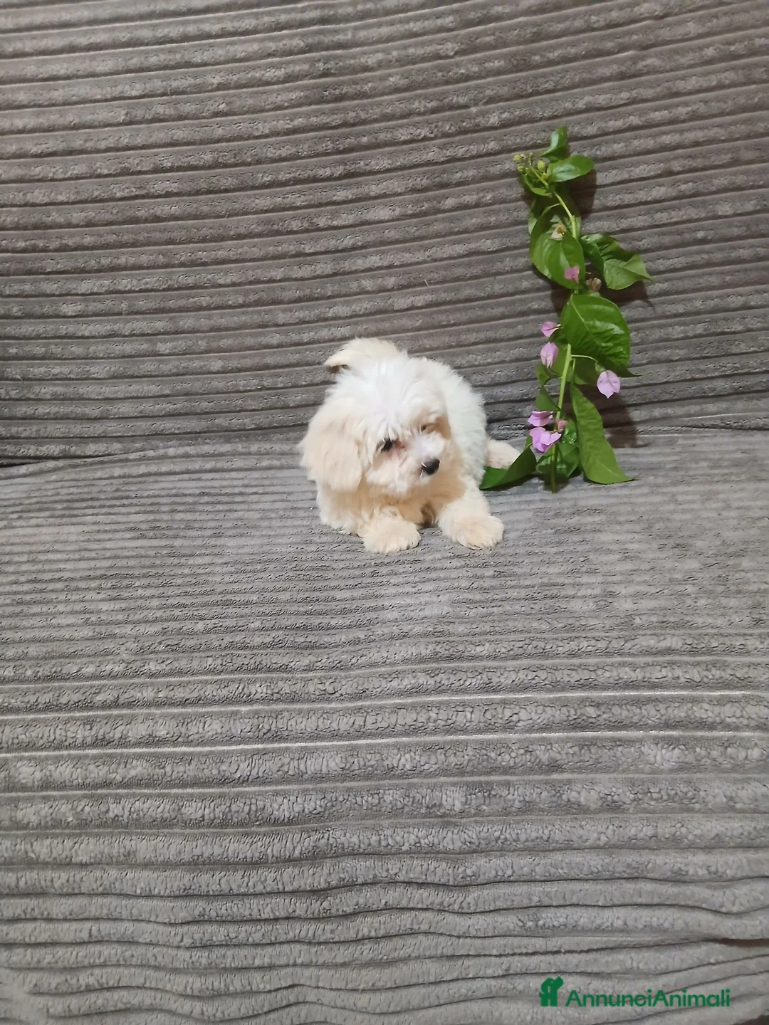 Maltipoo cani in vendita: Cuccioli di maltipoo  a Città Metropolitana di Bari - Annuncio 5