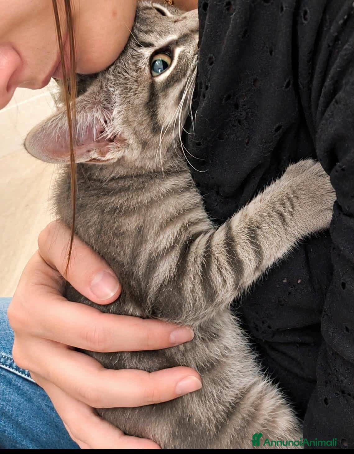 Europeo gatti Ma con quel musetto, quanto amore sei?!❤️ - Annuncio 6