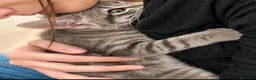 Europeo gatti in regalo: Ma con quel musetto, quanto amore sei?!❤️ - Annuncio 1