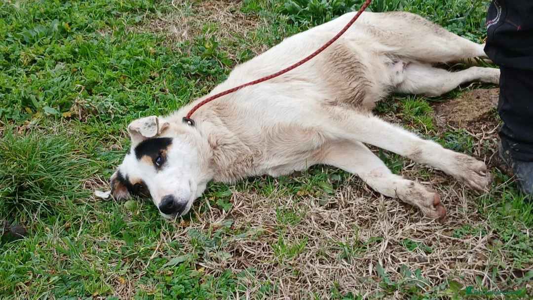 Meticcio cani in regalo: ARAMIS CERCA LA SUA FAMIGLIA PER LA VITA - Annuncio 4