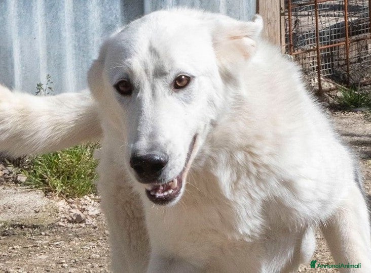 Meticcio cani DEMYR : DOLCE E GIOCHERELLONE a Provincia di Pavia - Annuncio 40