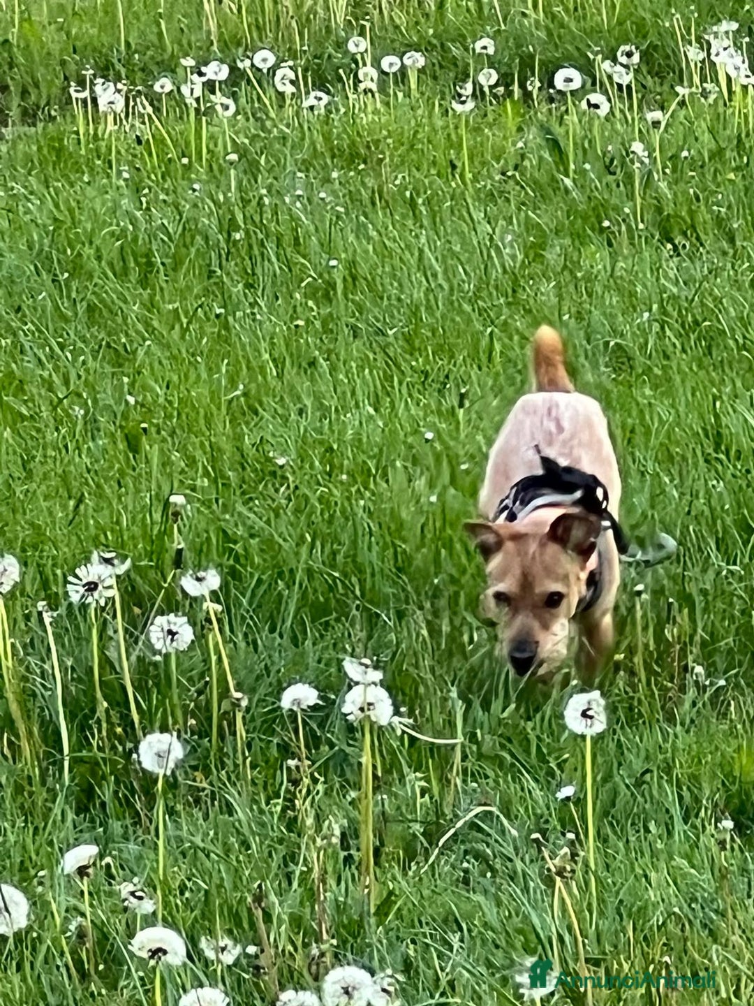 Meticcio cani in regalo: Regalo Meticcio - Annuncio 3