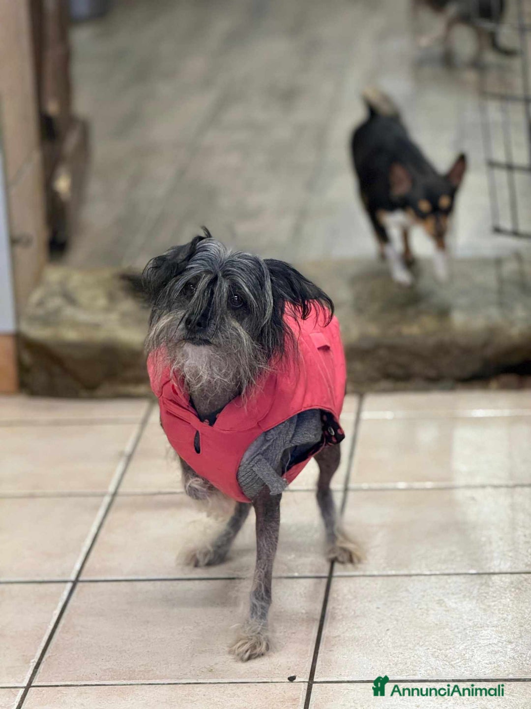 Altre razze cani in regalo: KIWI, simpaticissimo CANE NUDO CINESE. Tg piccola. - Annuncio 7