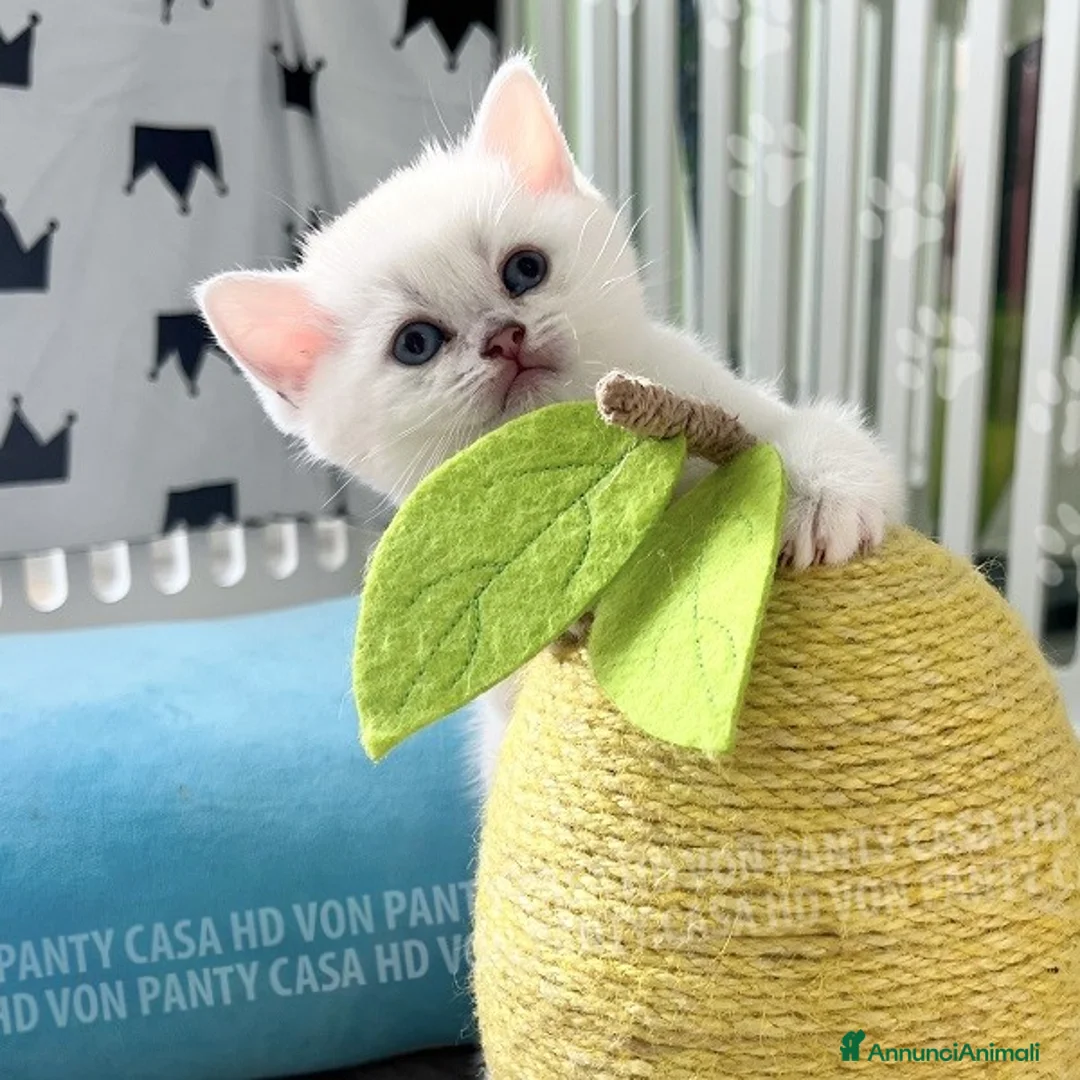 British gatti in vendita: Cuccioli British Shorthair  - Annuncio 17