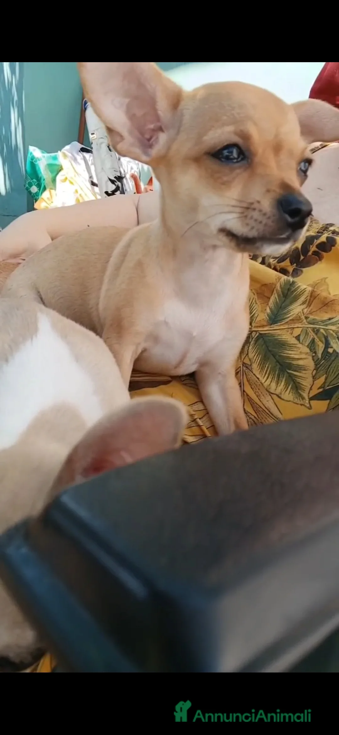 Chihuahua cani in vendita: Chihuahua cucciole color miele occhi neri  - Annuncio 40