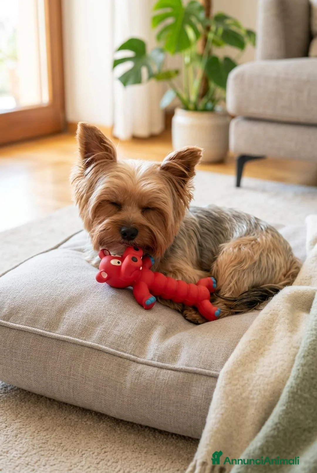 Yorkshire cani per accoppiamento: Yorkshire Terrier cerc compagna per accoppiamento  - Annuncio 8