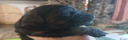 Meticcio cani in vendita: cuccioli di lagotto e kelpie - Annuncio 5