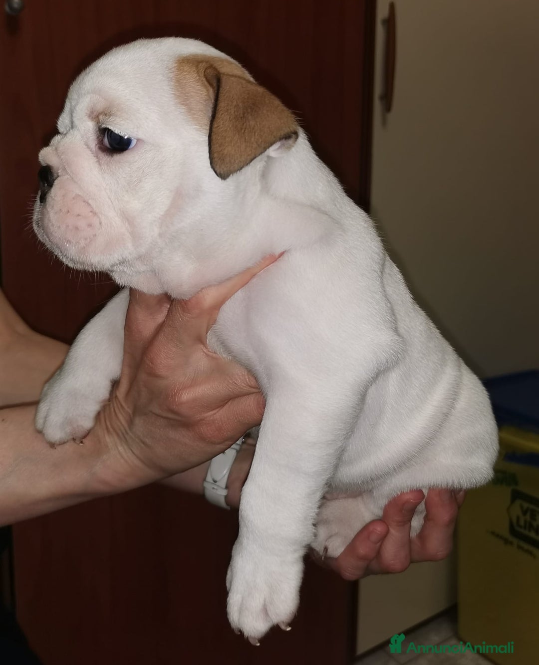 Bulldog cani in vendita: cuccioli di Bulldog inglese a Provincia di Brescia - Immagine 2