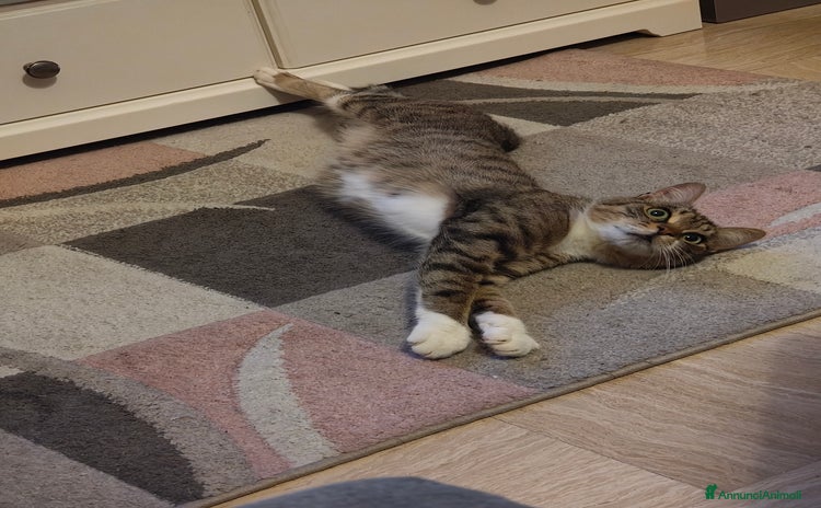 Europeo gatti - Annuncio 19