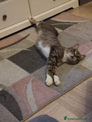 Europeo gatti - Annuncio 19