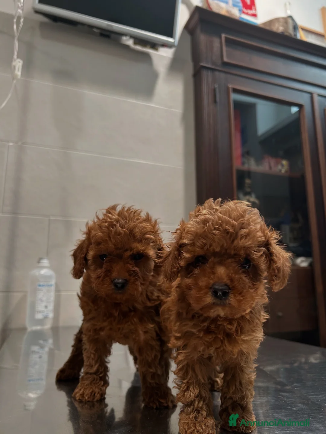 Barboncino Toy cani in vendita: barboncino toy  - Annuncio 1