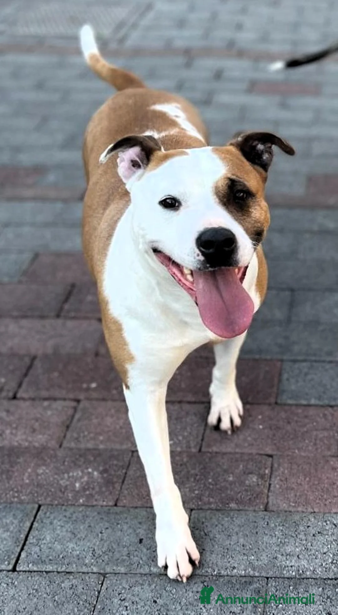 Meticcio cani in regalo: MAYA AMSTAFF - Annuncio 5