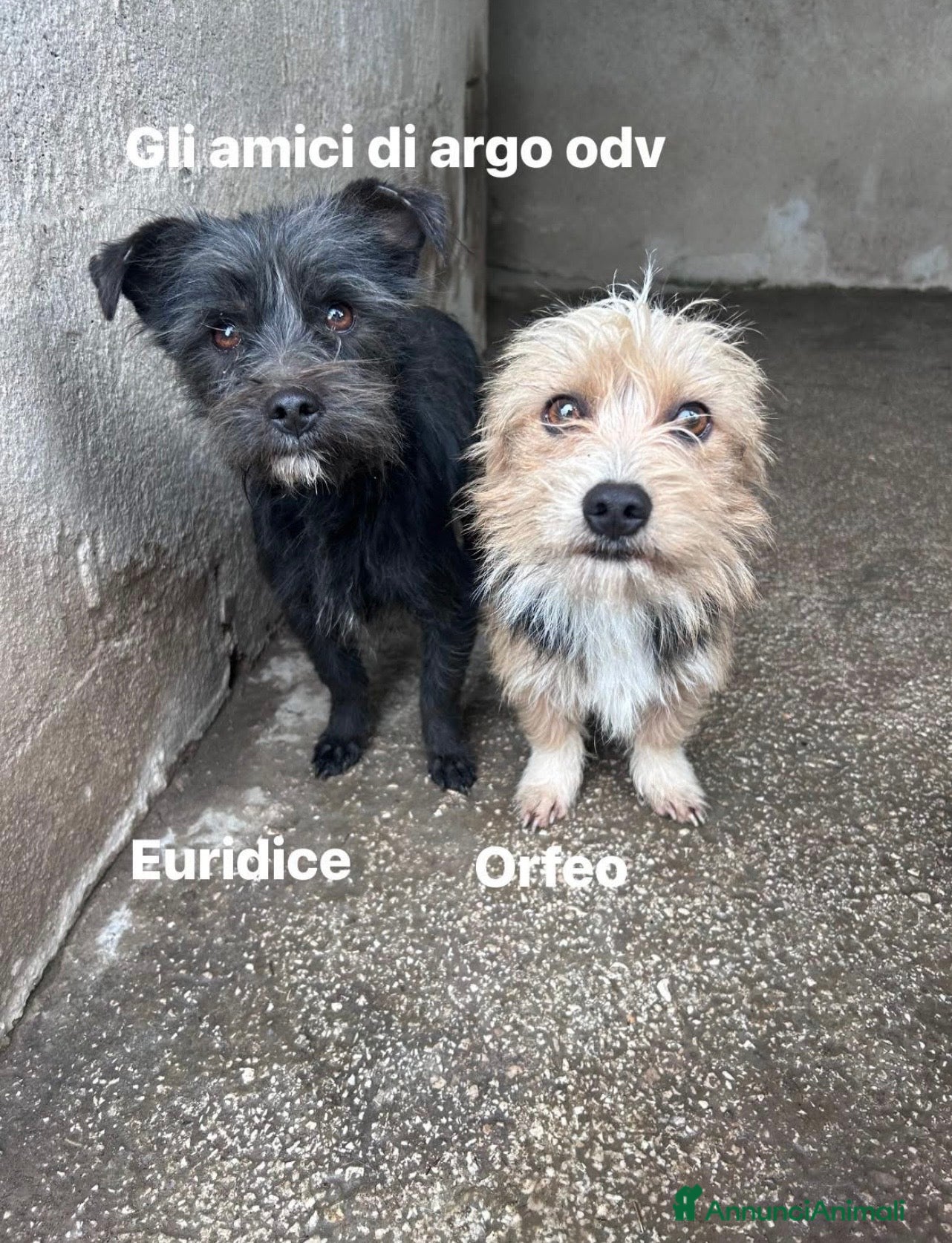 Maltese cani Euridice ed Orfeo cagnolini simil maltesi - Annuncio 1