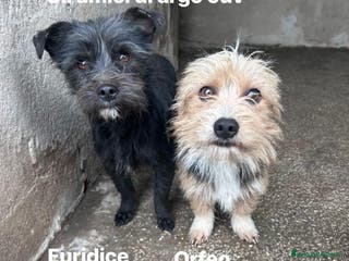 Maltese cani Euridice ed Orfeo cagnolini simil maltesi - Annuncio 1