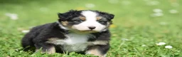 Australian Shepherd cani in vendita: AUSTRALIAN SHEPHERD a Provincia di Padova - Annuncio 26