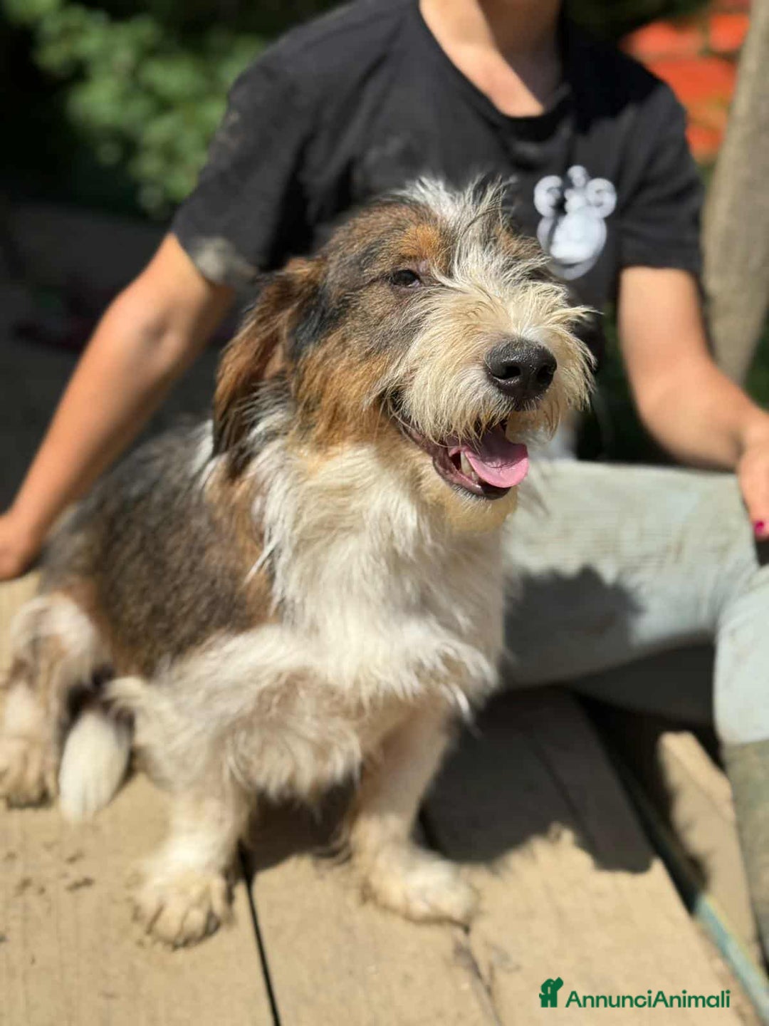 Meticcio cani in regalo: SPANK, pelosone super coccolone! - Annuncio 5