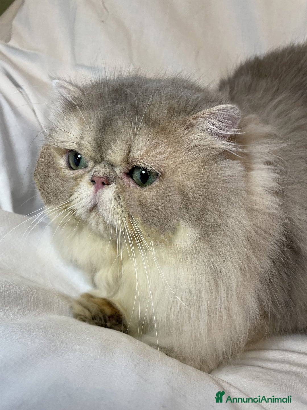 Persiano gatti in vendita: gatta persiana golden shaded di alta genealogia a Città Metropolitana di Bologna - Immagine 11