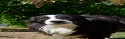 Border Collie cani per accoppiamento: Border Collie maschio con pedigree ENCI per monta a Provincia di Perugia - Annuncio 1