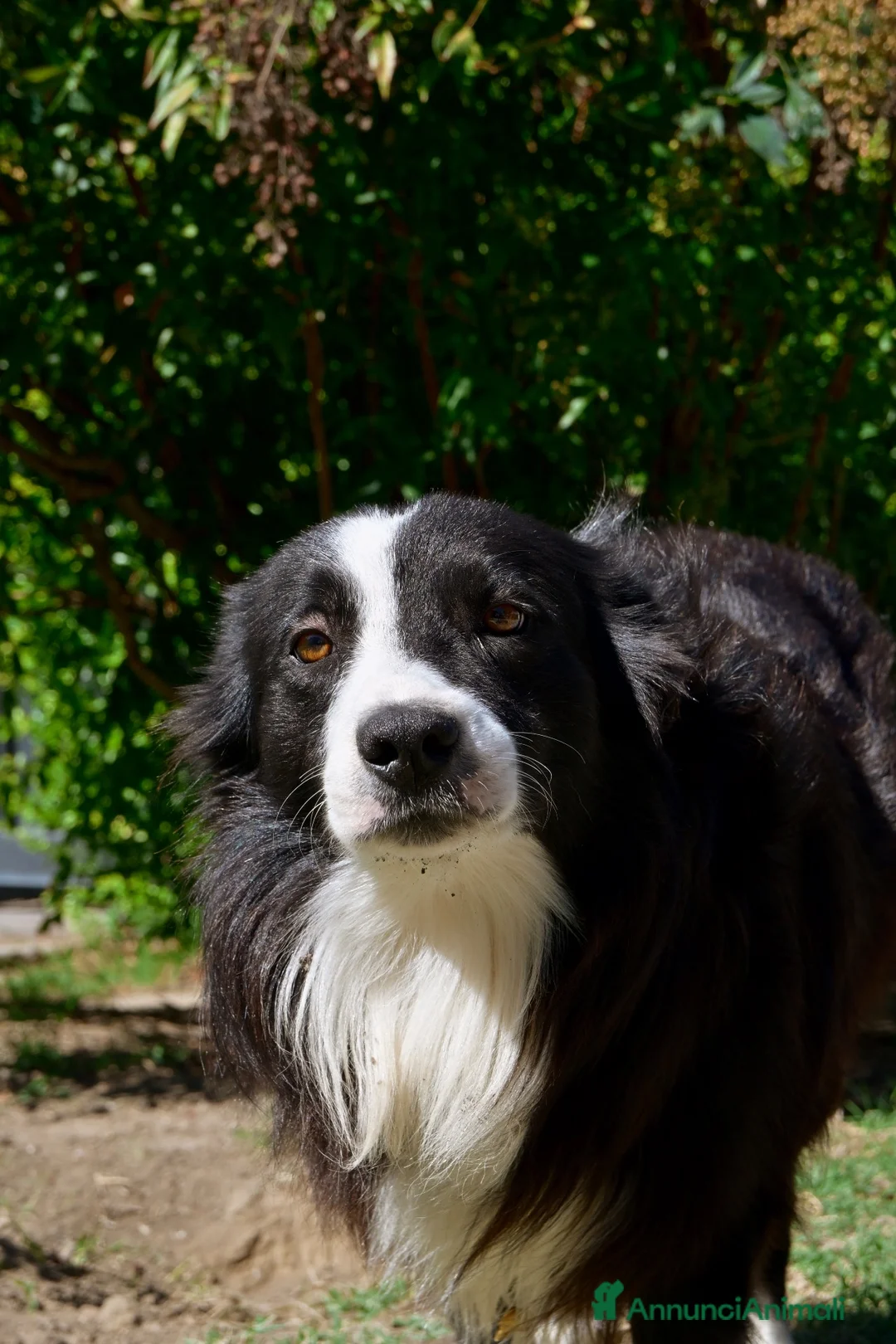 Border Collie cani per accoppiamento: Border Collie maschio con pedigree ENCI per monta a Provincia di Perugia - Annuncio 1