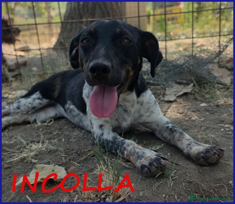 Meticcio cani INCOLLA TENERA CUCCIOLOTTA CERCA UNA MAMMINA TUTTA - Annuncio 8