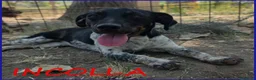 Meticcio cani in regalo: INCOLLA TENERA CUCCIOLOTTA CERCA UNA MAMMINA TUTTA - Annuncio 1
