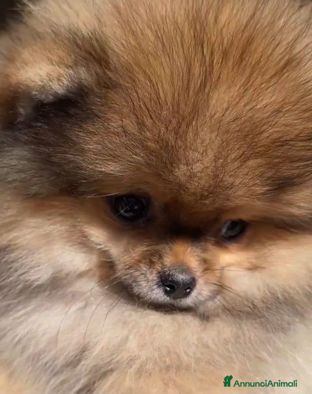 Volpino Pomerania cani in vendita: Spitz tedesco nano - Annuncio 4