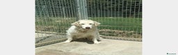Pastore Maremmano cani in regalo: Mix Maremmana entrata in box 6anni fa!SOS MARCHE a Ancona - Annuncio 2