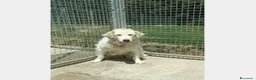Pastore Maremmano cani in regalo: Mix Maremmana entrata in box 6anni fa!SOS MARCHE a Ancona - Annuncio 2