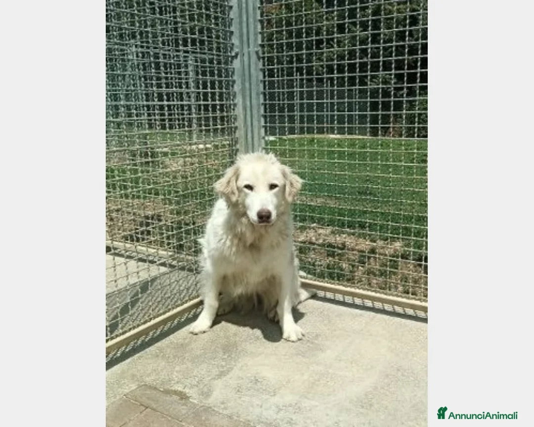 Pastore Maremmano cani in regalo: Mix Maremmana entrata in box 6anni fa!SOS MARCHE a Ancona - Annuncio 2