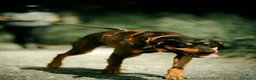 Meticcio cani in regalo: Skylar, stupenda simil segugia - Annuncio 5