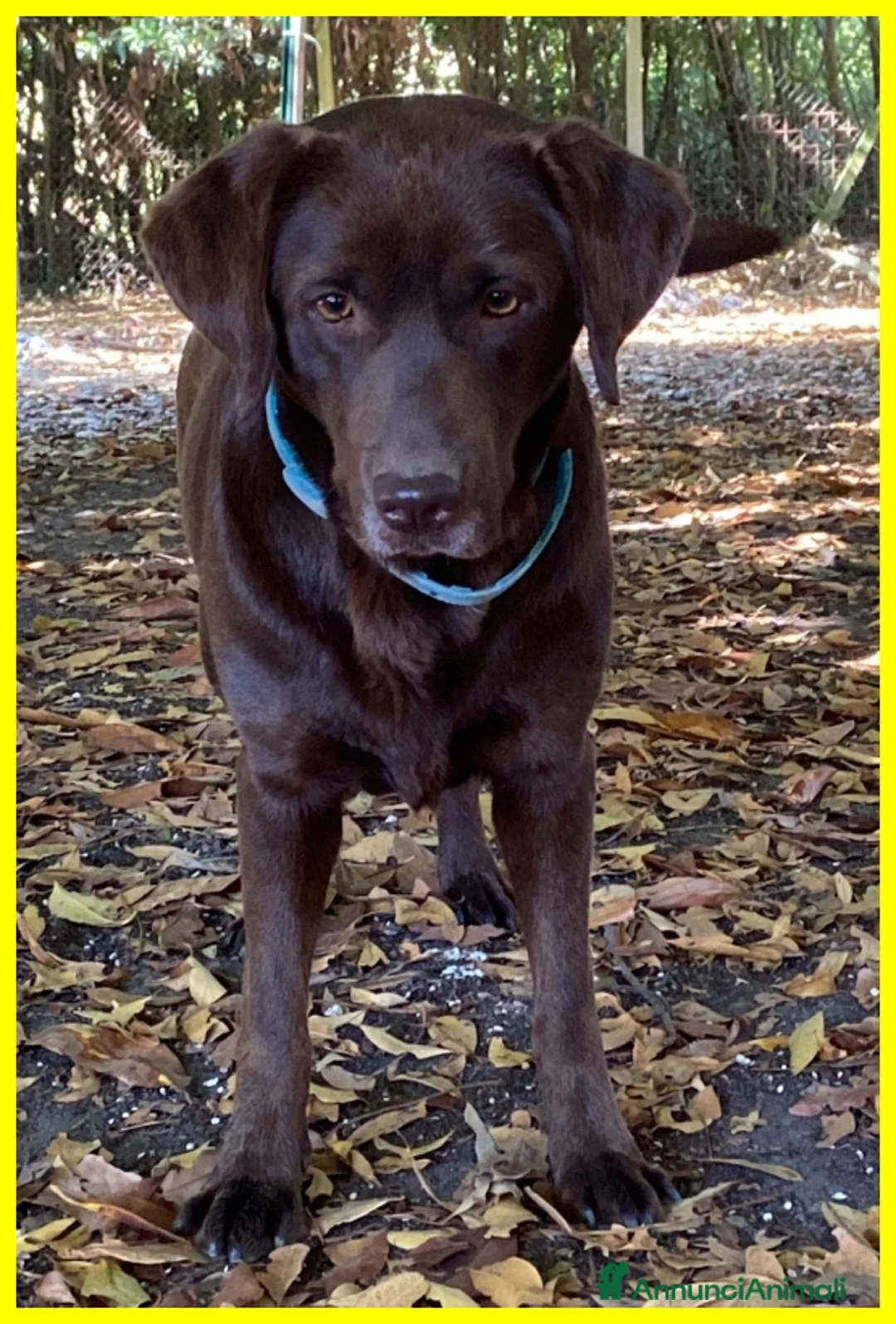 Labrador cani in regalo: KUBRA stupenda labrador 4 anni cieca - Annuncio 2