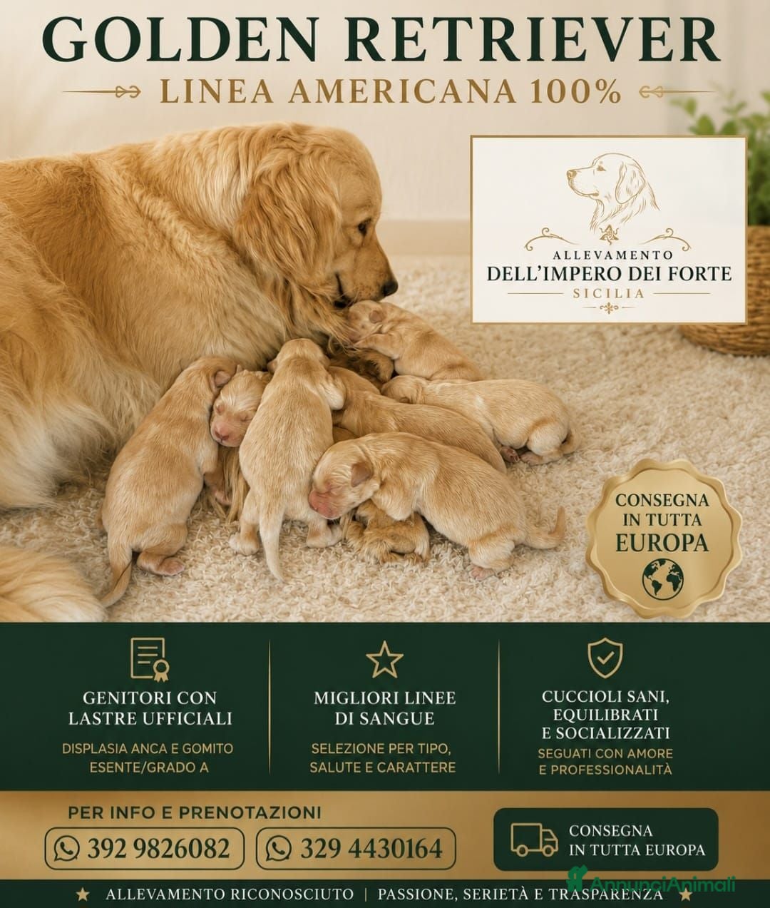 Golden Retriever cani golden retriever americano - Annuncio 1