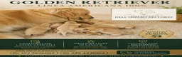 Golden Retriever cani in vendita: golden retriever americano - Annuncio 1