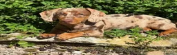 Bassotto cani in vendita: Bassotto femmina  - Annuncio 1