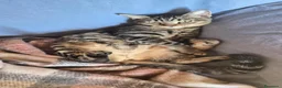 Meticcio gatti in regalo: Nabi e Nebbia  a Provincia di Mantova - Annuncio 2